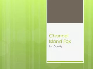 Channel Island Fox