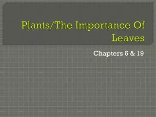 Plants/The Importance Of Leaves