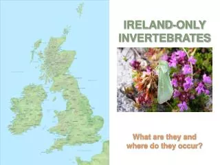 IRELAND-ONLY INVERTEBRATES