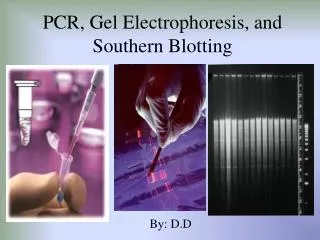 PCR, Gel Electrophoresis, and Southern Blotting