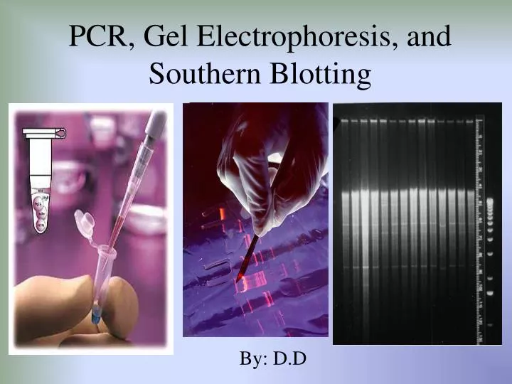 pcr gel electrophoresis and southern blotting