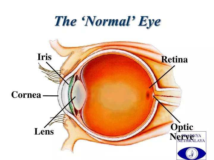 the normal eye