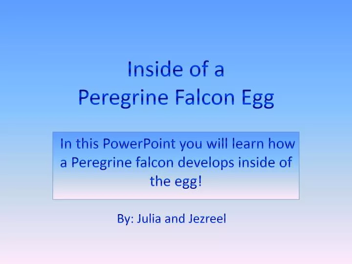 inside of a peregrine falcon egg