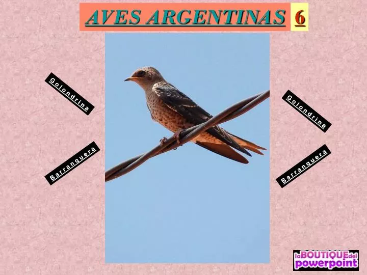 aves argentinas