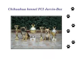 chihuahua kennel fci jarvin box