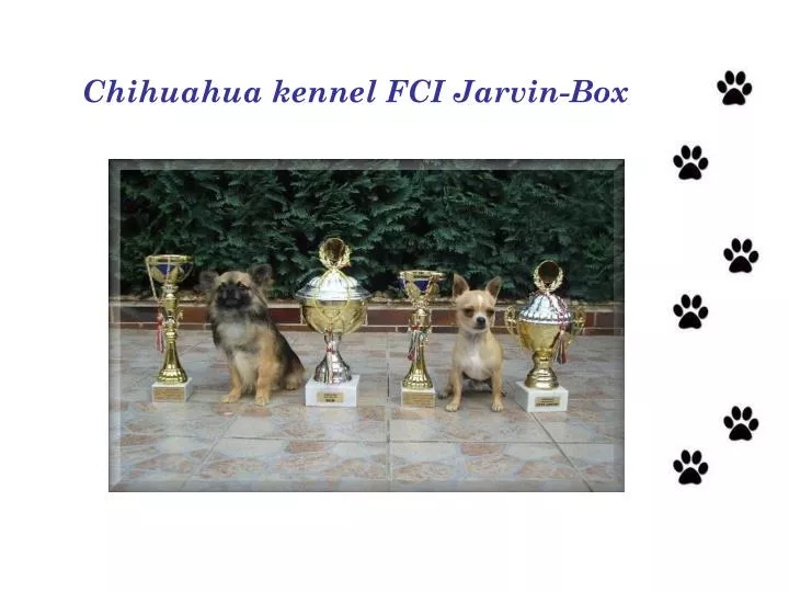 chihuahua kennel fci jarvin box