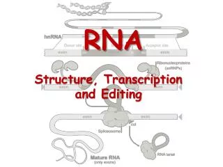 RNA