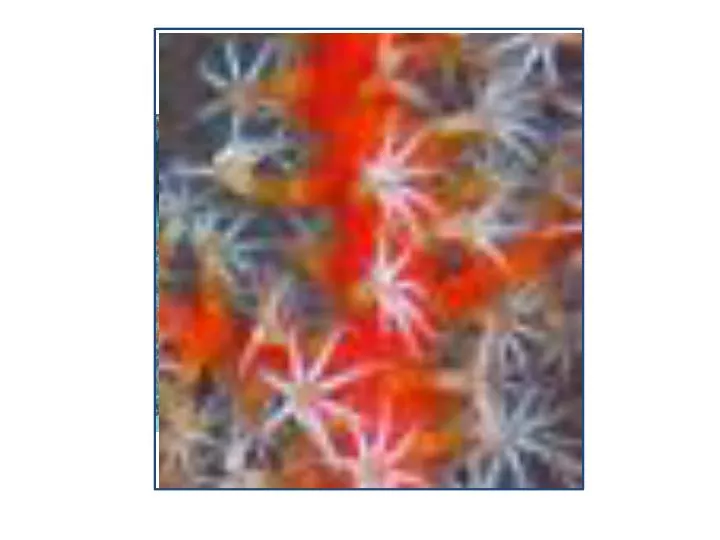 gorgonian soft coral on reef off s florida cioert flosee expedition cioert org flosee