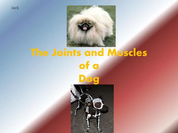 the joints and muscles of a dog