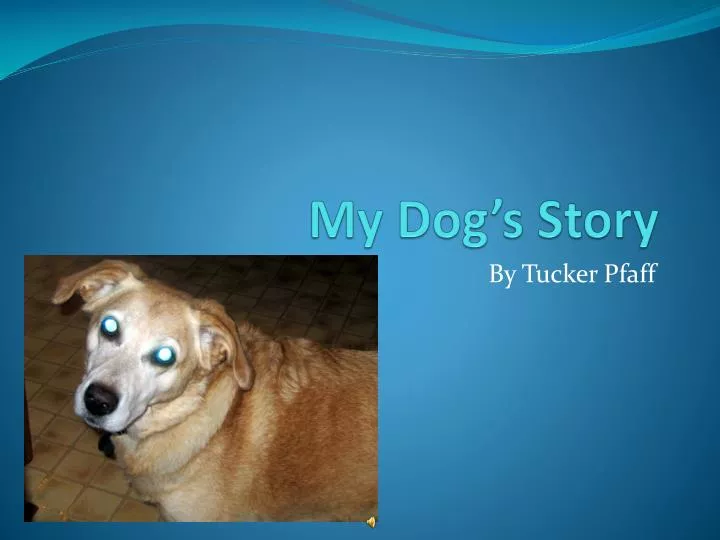 my dog s story