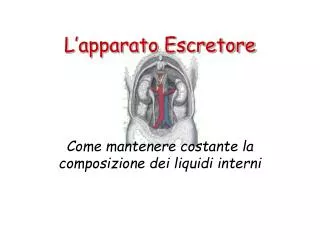 l apparato escretore