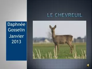 le chevreuil