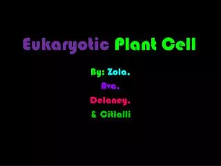 Eukaryotic Plant Cell C