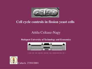 Cell cycle controls in fission yeast cells