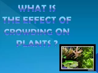WHAT IS THE EFFECT OF CROWDING ON PLANTS ?