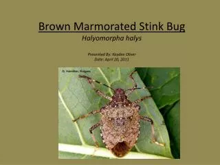 Brown M armorated Stink Bug Halyomorpha halys Presented By: Kaydee Oliver Date: April 20, 2011