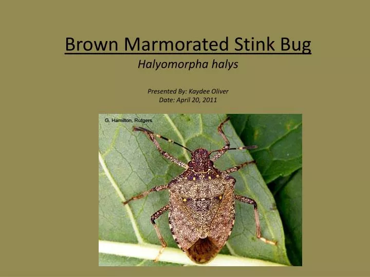 brown m armorated stink bug halyomorpha halys presented by kaydee oliver date april 20 2011