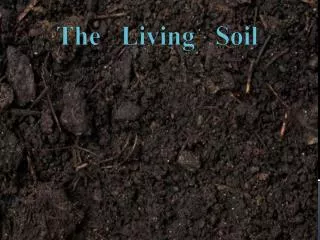 The Living Soil