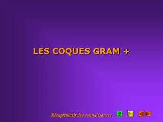les coques gram