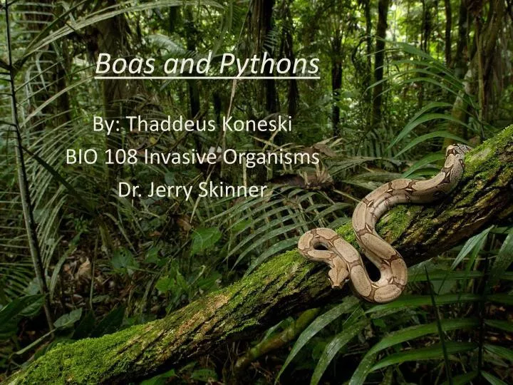 boas and pythons