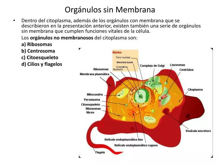 org nulos sin membrana