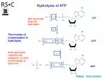 Understanding ATP Hydrolysis: Energy Release Mechanism - slide 1