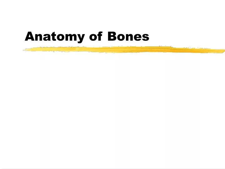 anatomy of bones