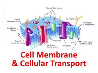 Cell Membrane &amp; Cellular Transport