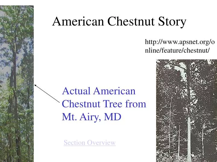 american chestnut story
