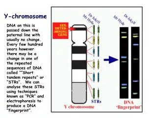 Y-chromosome