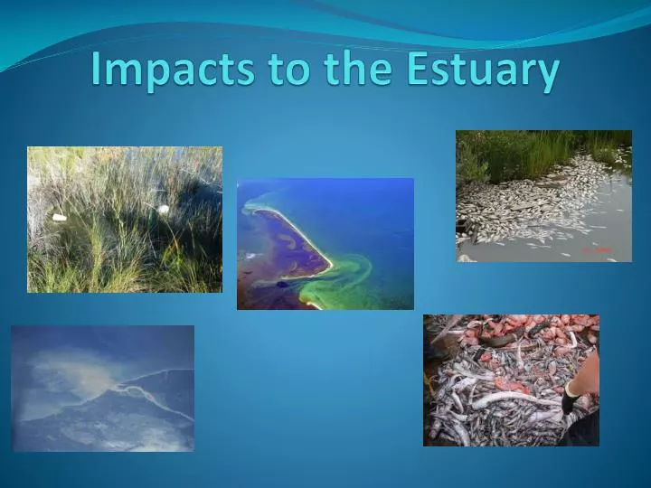 impacts to the estuary