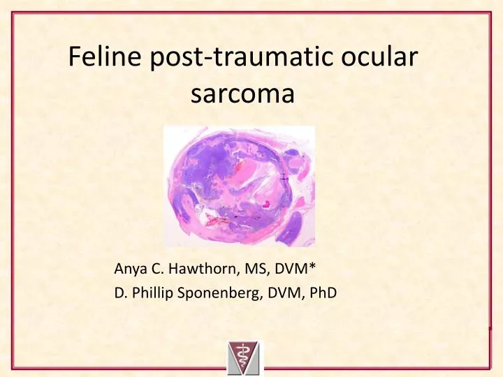 feline post traumatic ocular sarcoma