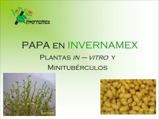 papa en invernamex