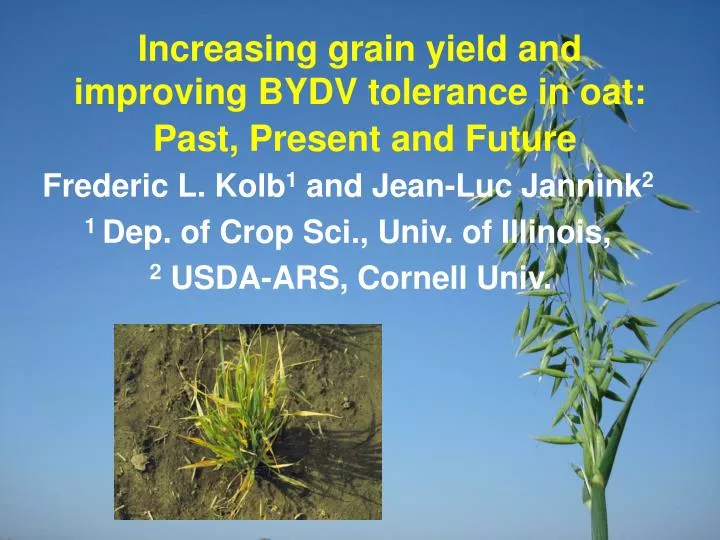 increasing grain yield and improving bydv tolerance in oat past present and future