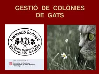 gesti de col nies de gats
