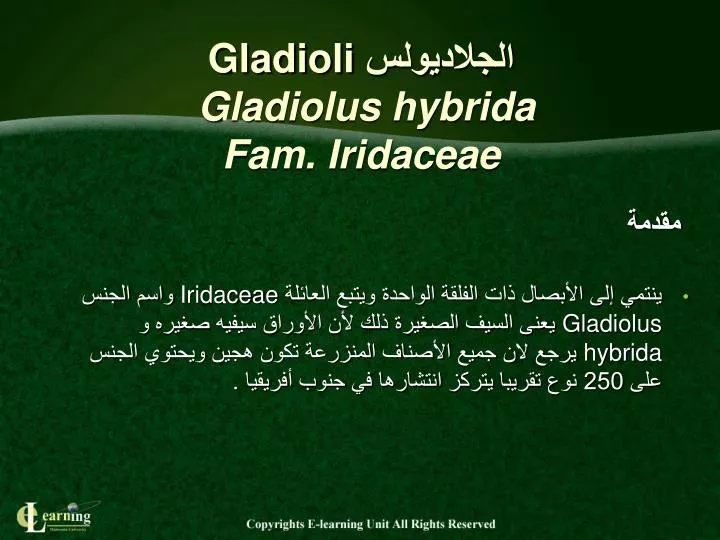 gladioli gladiolus hybrida fam iridaceae