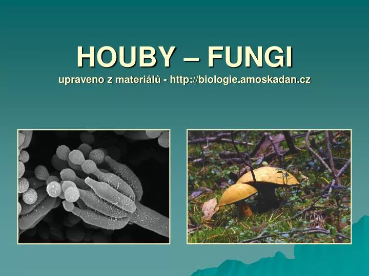 houby fungi upraveno z materi l http biologie amoskadan cz