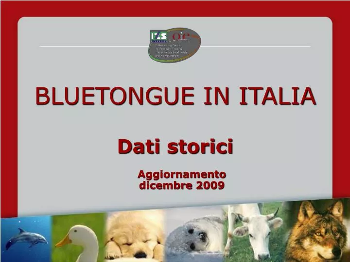 bluetongue in italia