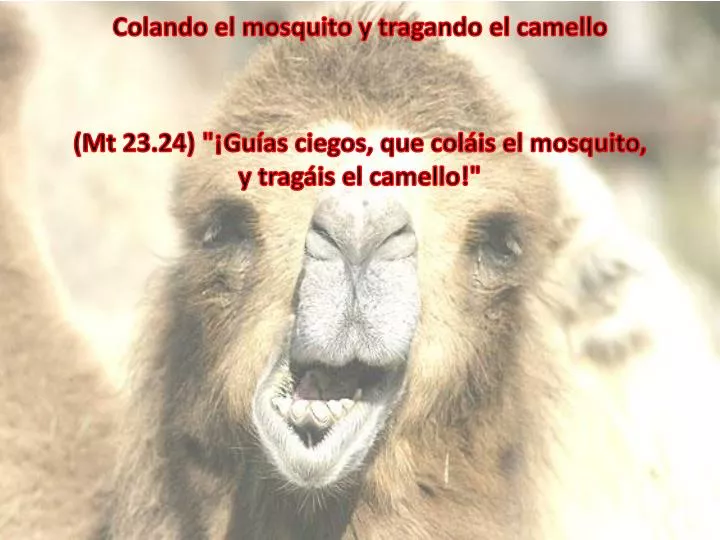 colando el mosquito y tragando el camello