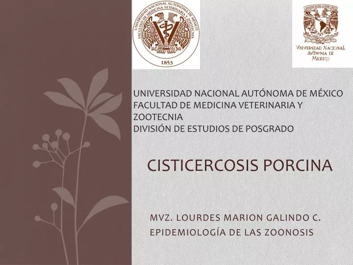 cisticercosis porcina