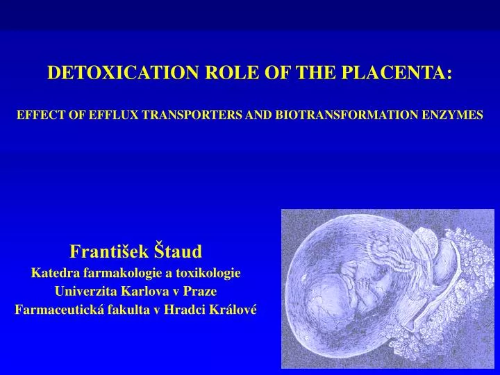 detoxication role of the placenta effect of efflux transporters and biotransformation enzymes