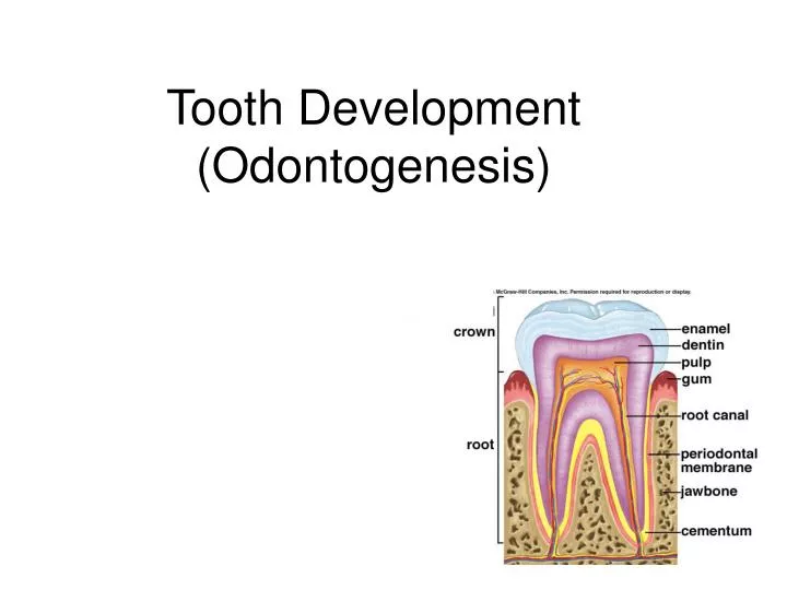 tooth development odontogenesis