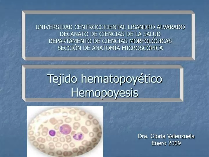 tejido hematopoy tico hemopoyesis