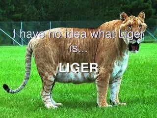 I have no idea what Liger is...