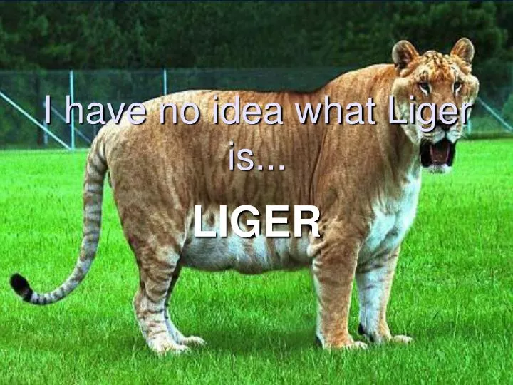 i have no idea what liger is