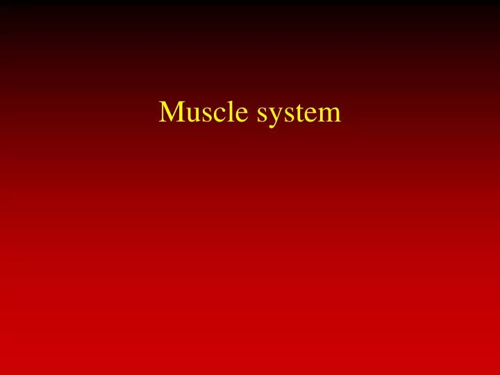 muscle system