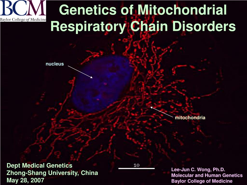 PPT - Genetics of Mitochondrial Respiratory Chain Disorders PowerPoint ...
