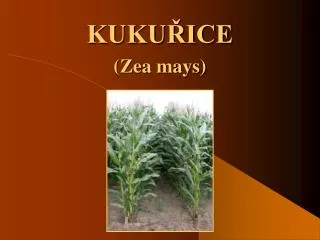 kuku ice
