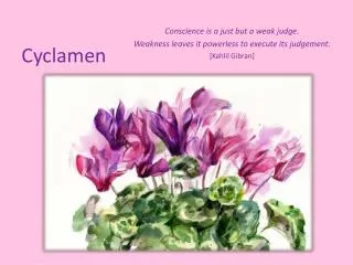 cyclamen