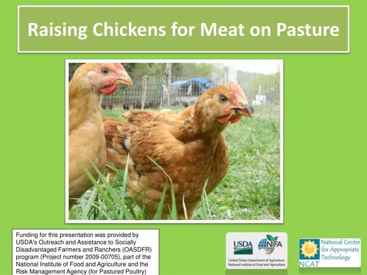 raising chickens for meat on pasture